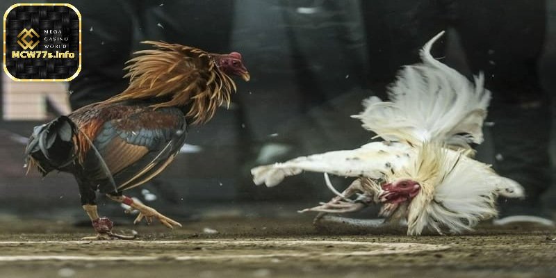 Đá gà trực tiếp tại MCW77 - Trải nghiệm đặt cược đỉnh cao 6 Loại hình đá gà cựa tròn