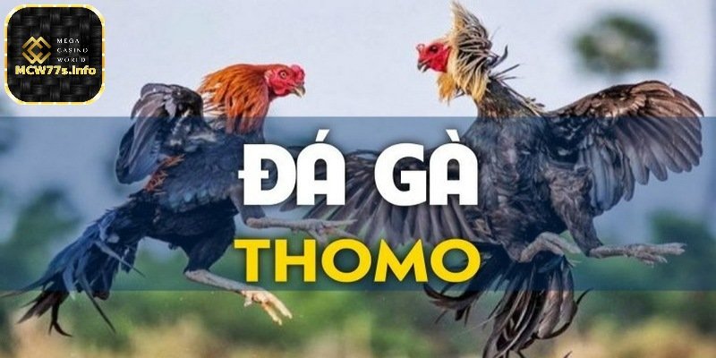 Đá gà trực tiếp tại MCW77 - Trải nghiệm đặt cược đỉnh cao 4 Những loại hình đá gà trực tiếp hot nhất
