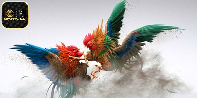 Đá gà trực tiếp tại MCW77 - Trải nghiệm đặt cược đỉnh cao 1 Tổng quan về hình thức đá gà trực tiếp