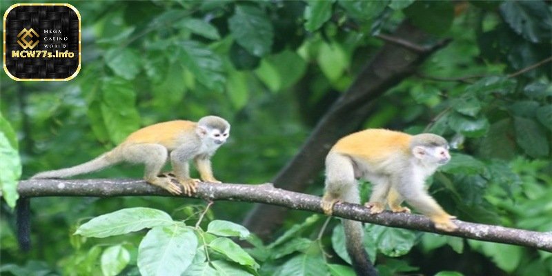 Nằm mơ thấy khỉ đánh số gì? - Bí ẩn của con số may mắn 5 Nằm mơ thấy khỉ đang trèo cây
